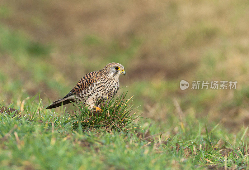 雌红隼(Falco tinnunulus)